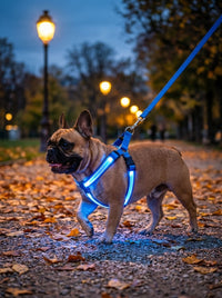 Bouledogue français avec le harnais lumineux bleu au parc