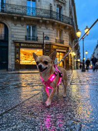 Chihuahua avec le harnais lumineux rose dans une rue de Paris
