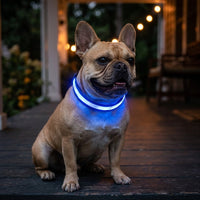 Bouledogue français portant le collier lumineux LED bleu