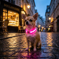 Chihuahua portant le collier lumineux LED rose