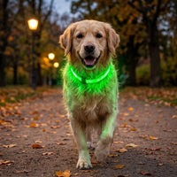 Golden retriever portant le collier lumineux LED vert la nuit