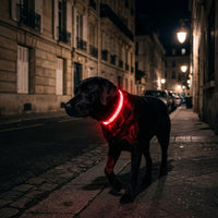 Labrador portant le collier lumineux LED rouge