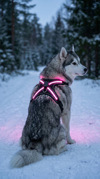 Husky avec le harnais lumineux rose dans la neige