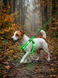 Jack russell avec le harnais lumineux vert en forêt