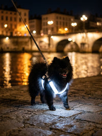 Spitz nain avec le harnais lumineux blanc sur les quais