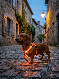 Teckel avec le harnais lumineux orange dans un village