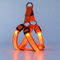 Harnais LED Clair de Truffe orange